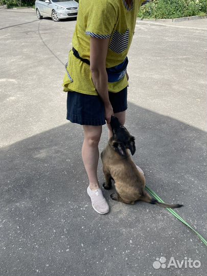 Дрессировка собак (кинолог/хендлер/ветдиетолог)