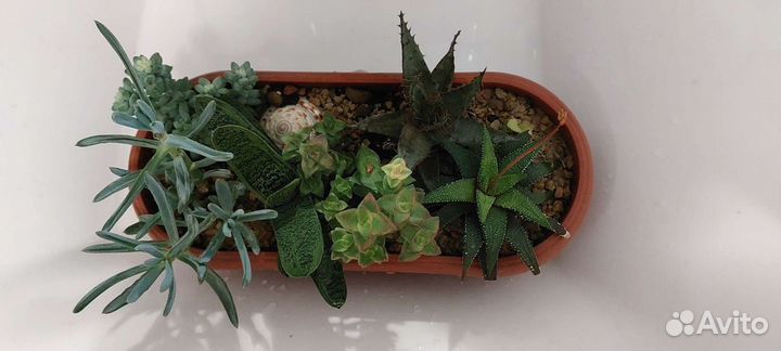 Композиции из суккулентов