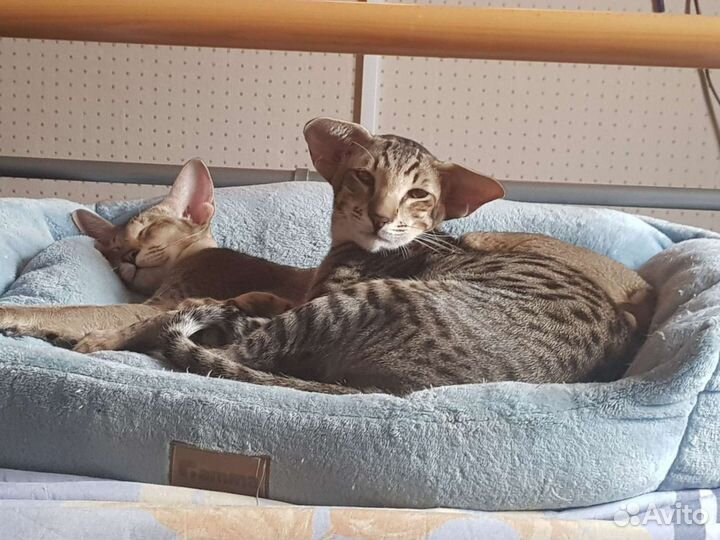 Ориентальный кот на вязку
