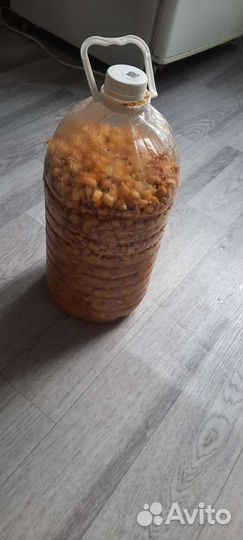 Пьяная Кукуруза, а также Поводки с Волосом