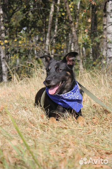 Трогательная и красивая Душа живет в приюте