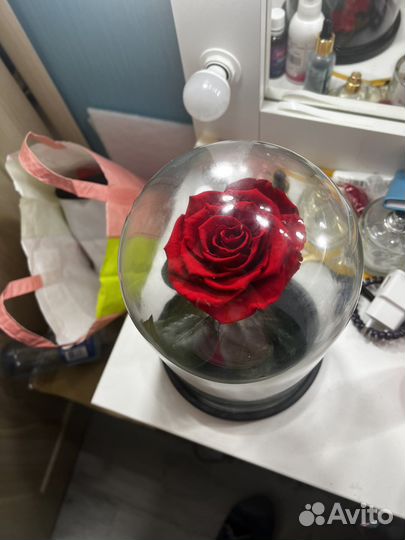 Роза декоротивная