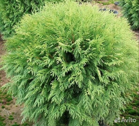 Саженцы туи Вудварди