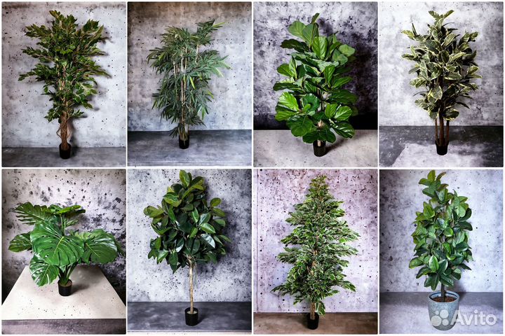 Фикус, монстера, бамбук, туя, стрелиция в аренду