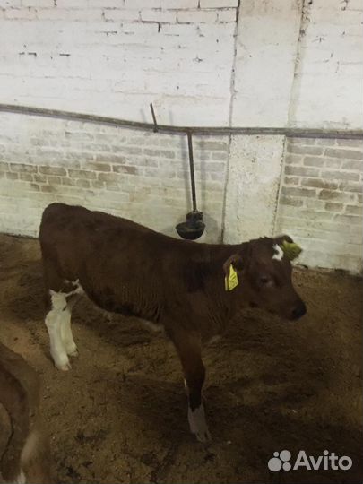 Телята бычки