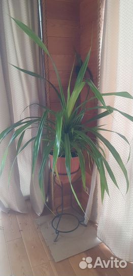 Панданус Пальма Комнатный цветок