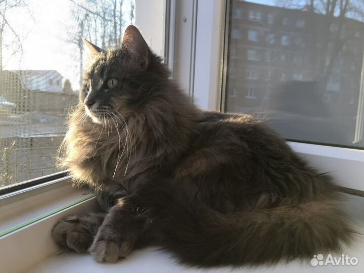 Отдам кота в добрые руки