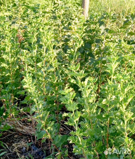 Саженцы смородины, крыжевника, ежевики, малины