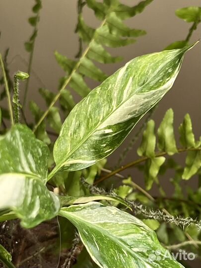 Спатифиллум вариегатный