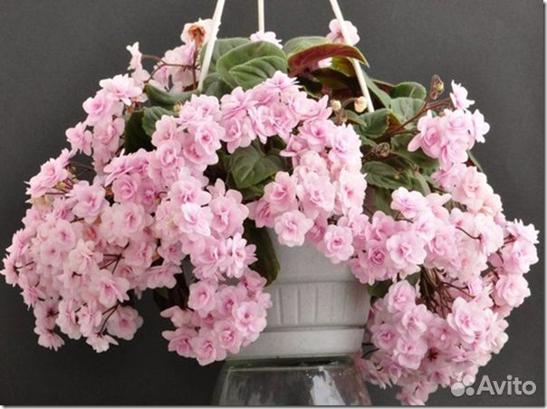 Сенполия (фиалка узамбарская) Rob's Vanilla Trail