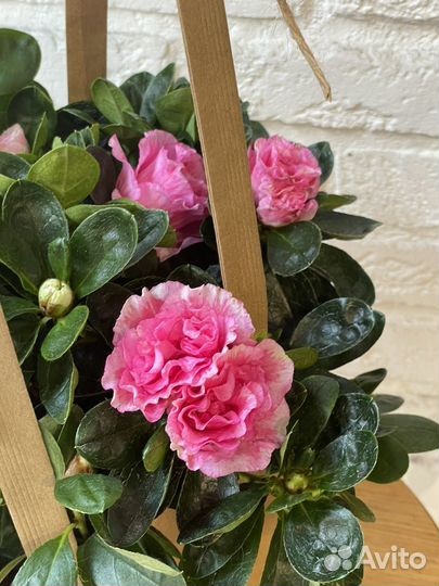 Розовая азалия в сумочке - горшечное растение