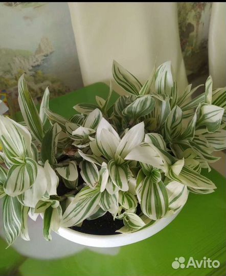 Традесканция альбифлора