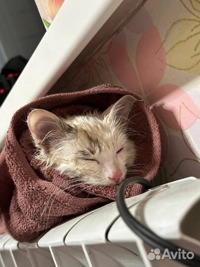 Отдам котенка в добрые руки. полностью здоровый