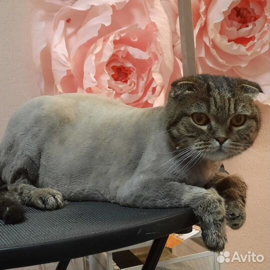 Стрижка собак и кошек