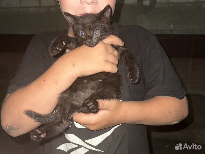 Кошка в дар