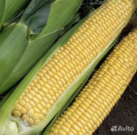 Кукуруза