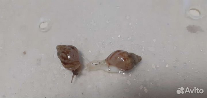 Улитки архахатины