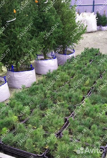 Саженцы сибирского кедра