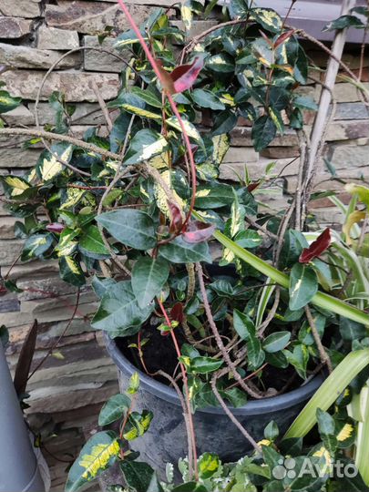 Трахилоспермум азиатский вечнозелёный