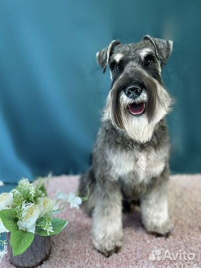 Стрижка собак и кошек