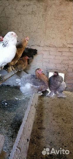 Цыплята помесь брама и кохинхины