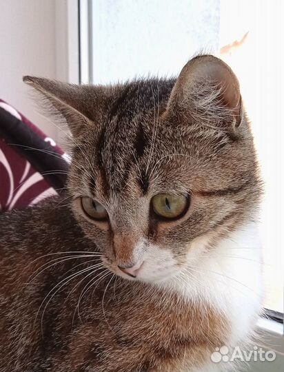 Кошка в дар бесплатно