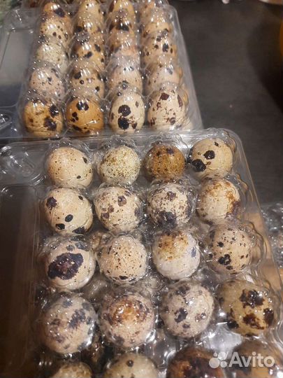 Яйца перепелиные домашние