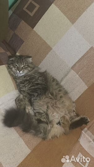 Котята от нашей кошки