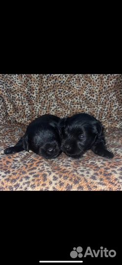 Цвергшнауцер щенки, девочки