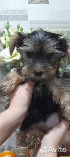 Йоркширский терьер щенки