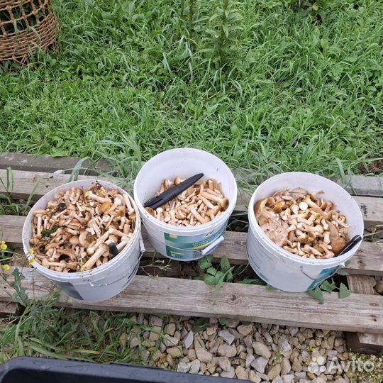 Опята свежие (Сбор под заказ)