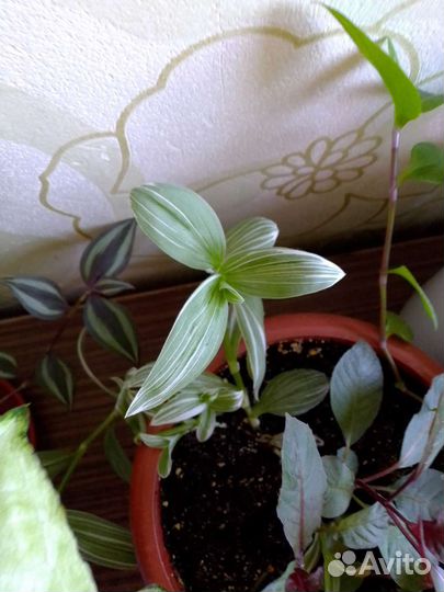 Толстянка,и другие цветы