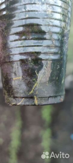 Лантана camaro