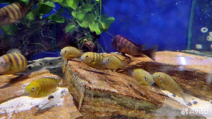 24 вида трофеусов. Доставка по РФ. Танганьика