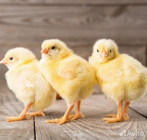 Цыплята, утята, курочка молодка