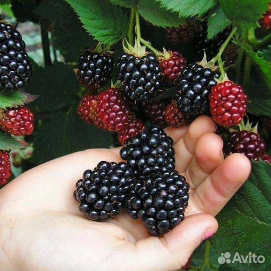 Саженцы Смородины/Крыжовника/Ежевики/Айвы/Малины