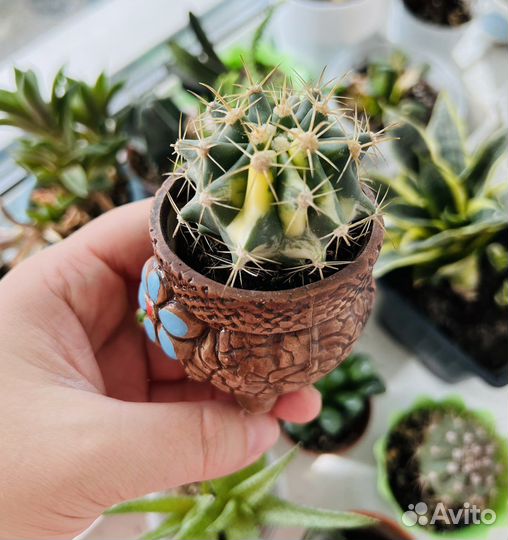 Кактус вариегатный