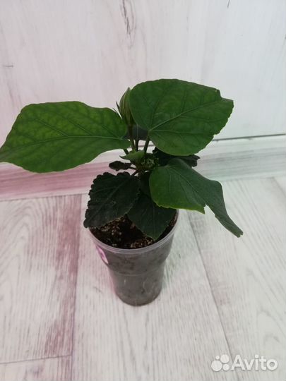 Сортовые гибискусы