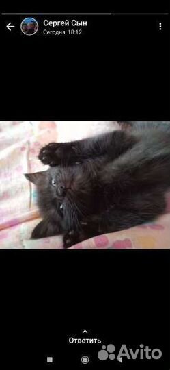 Кошки в добрые руки бесплатно