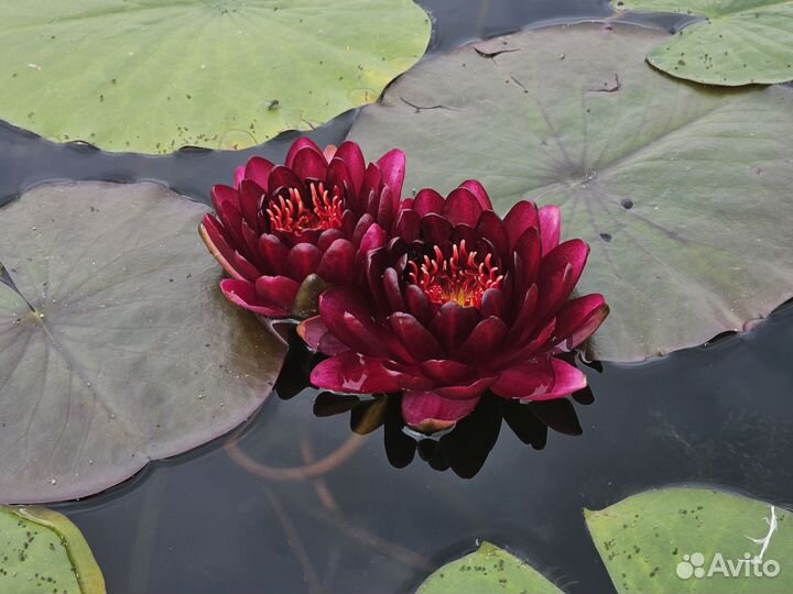 Нимфея WLK Melna Perle