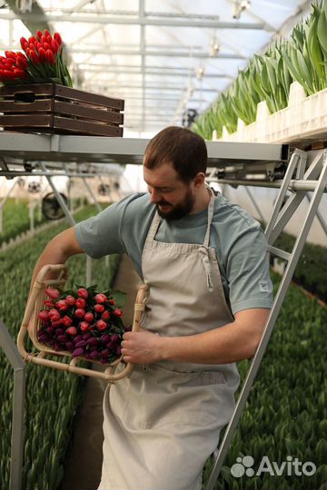 Тюльпаны оптом и в розницу к 8 марта
