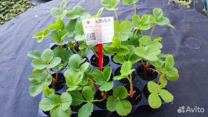 Рассада клубники