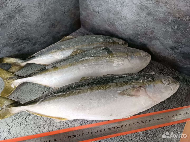 Лакедра желотохвостая неразд