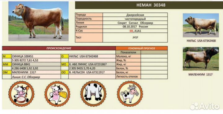 Искусственное осеменение коров