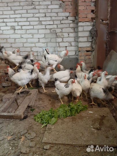Куры и петухи породистые
