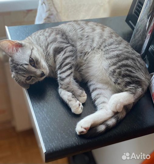 Кот на вязку