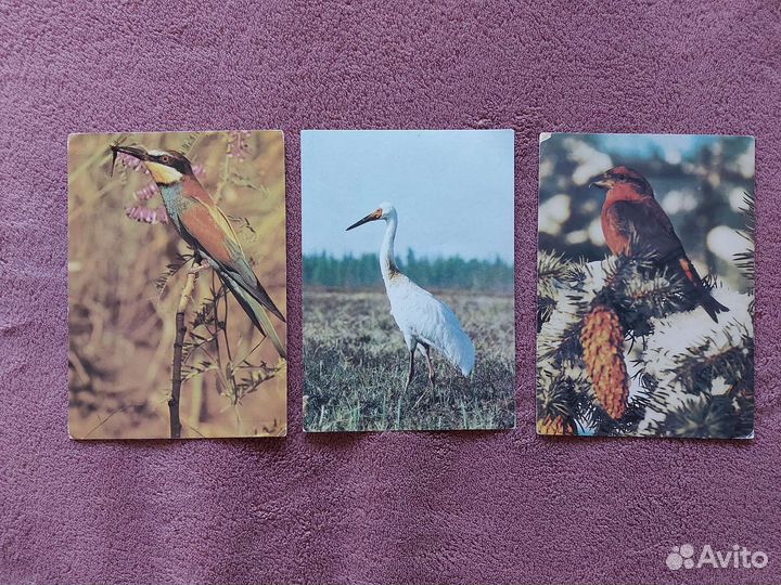 Открытки с животными