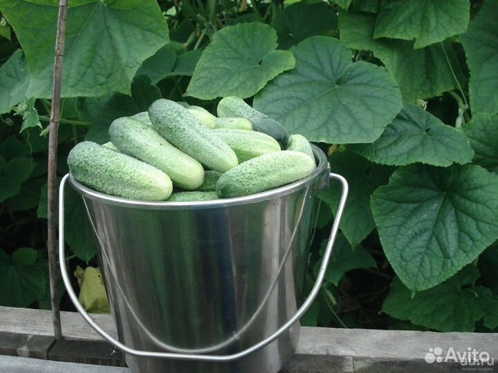 Огурцы свежие домашние
