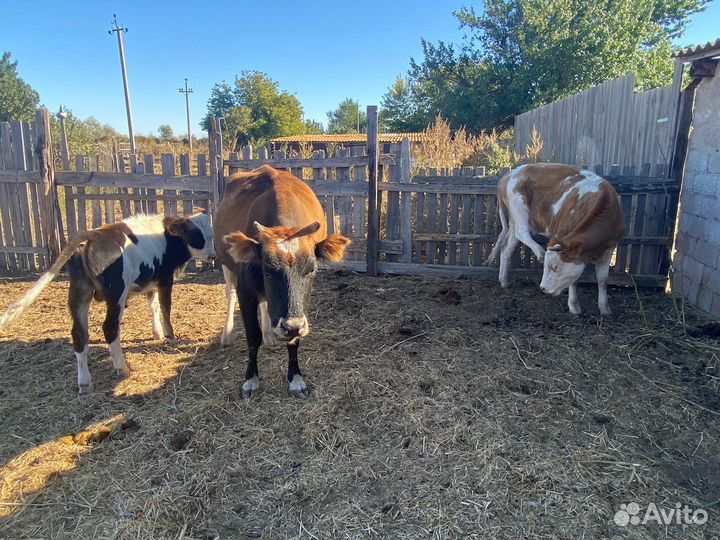 Коровы и теленок