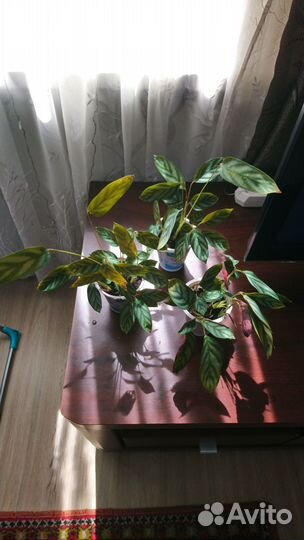 Калатея ктенанта